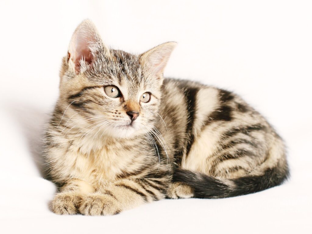 North County Dublin SPCA Caring for Your kitten