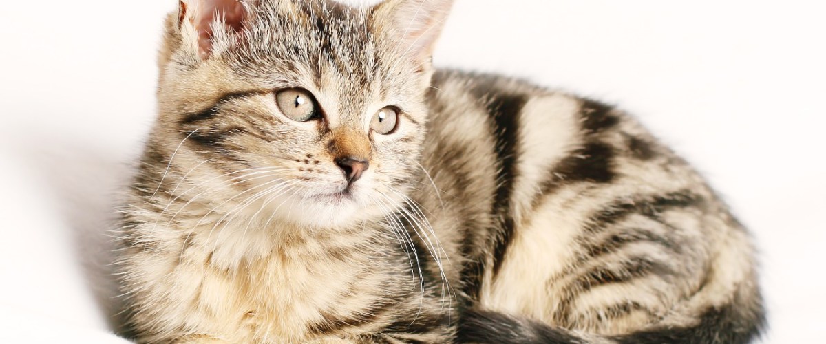 North County Dublin SPCA Caring for Your kitten