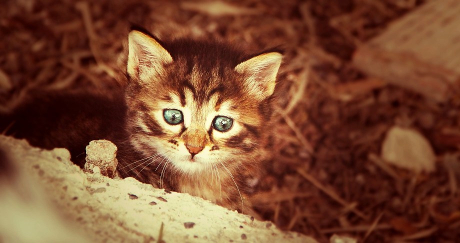 North County Dublin SPCA Caring for Your Kitten