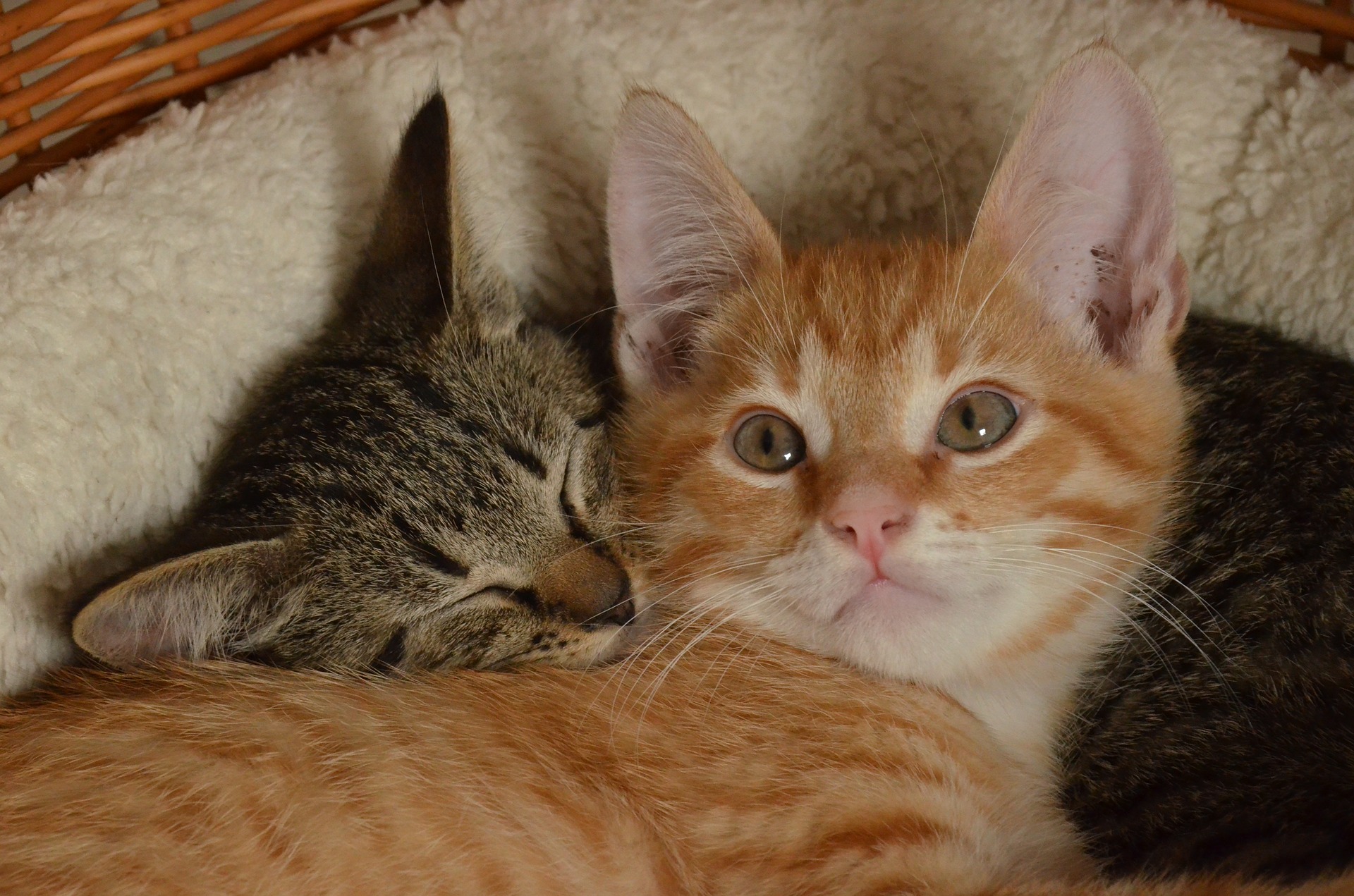 North County Dublin SPCA Caring for Your Kitten