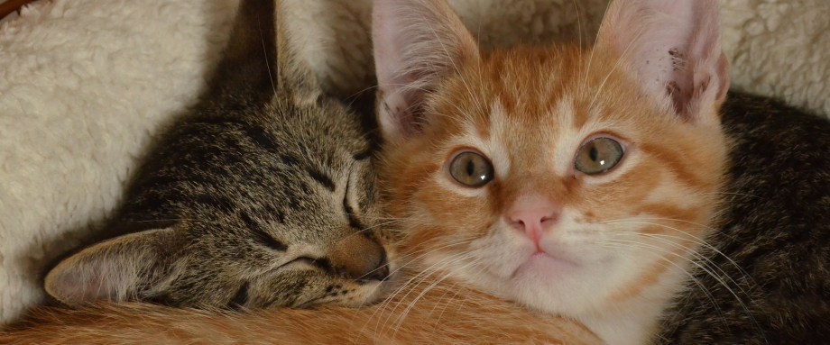 North County Dublin SPCA Caring for Your Kitten