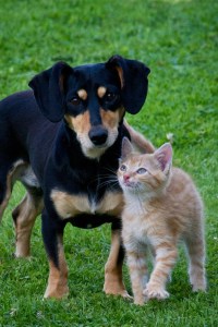 cat-71494_1280