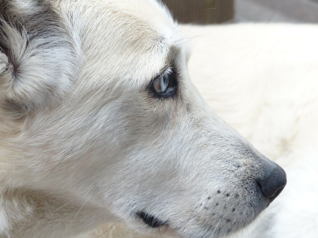 Dog North County Dublin SPCA