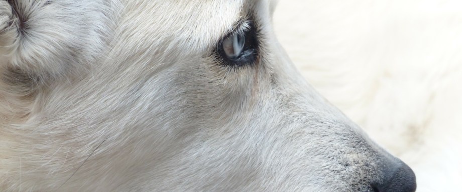 Dog North County Dublin SPCA