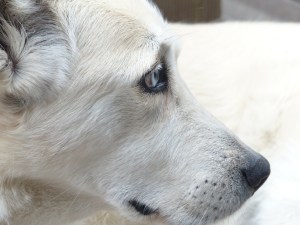 Dog North County Dublin SPCA