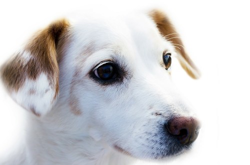 North County Dublin SPCA