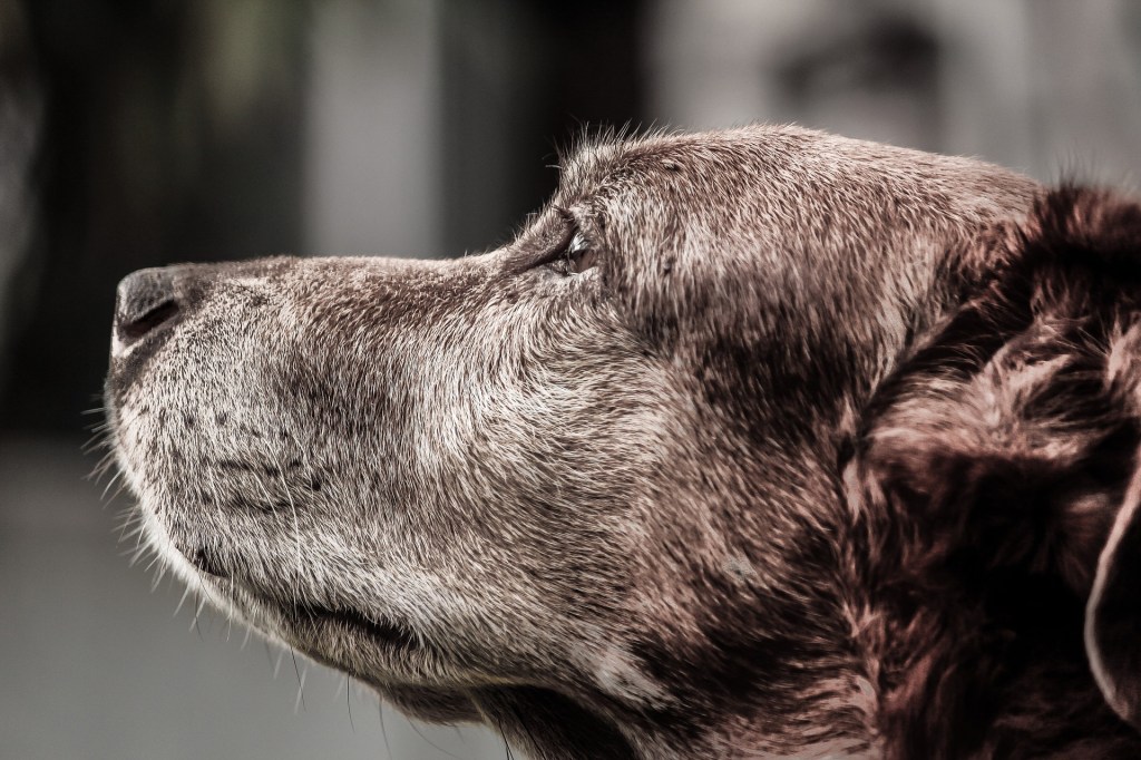 Dog North County Dublin SPCA