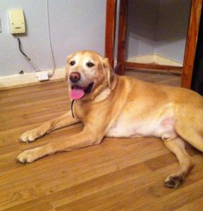 Re-homed Golden Labrador Pip