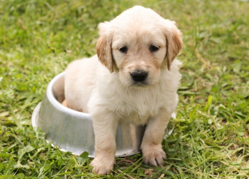 North County Dublin SPCA