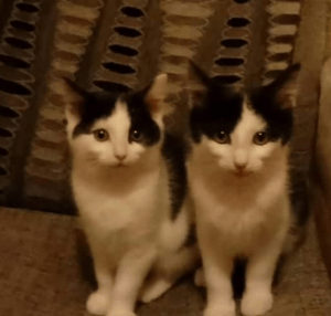 Cats for Rehoming dublin ireland