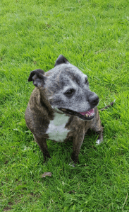 Dog for Reoming 