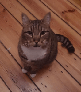 Cat Missing rathgar