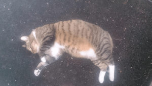 Cat Missing rathgar 