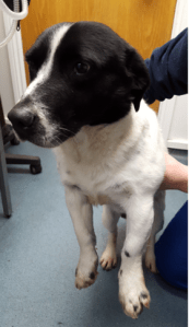 dog for rehoming