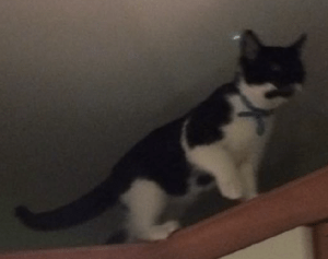 kitten missing