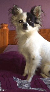 Missing dog santry