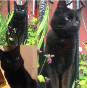 Lost cat