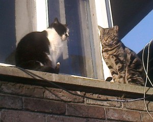 Ncdspca