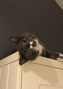 Ncdspca 