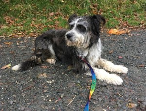 Bearded collie