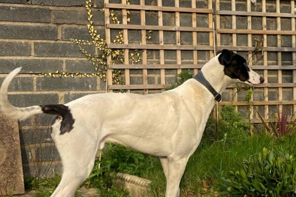 Rufus the Lurcher standing in a garden