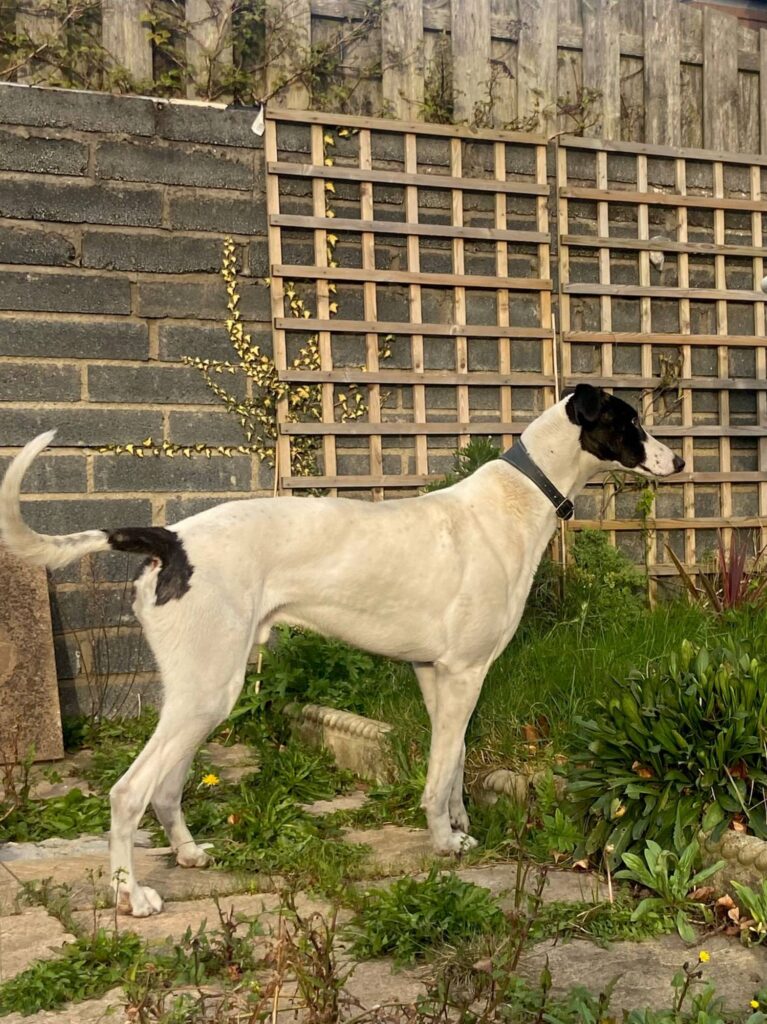 Rufus the Lurcher standing in a garden