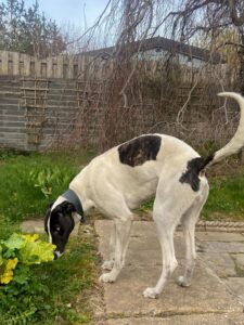 Rufus sniffing plants in a garden