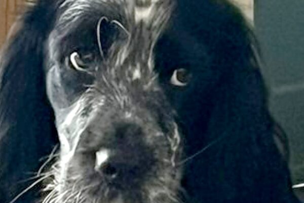 Poppy, a blue roan Cocker Spaniel, looking at the camera