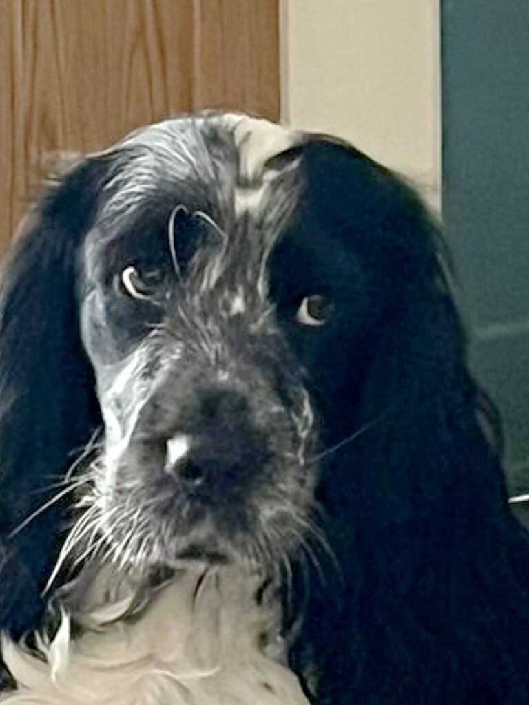 Poppy, a blue roan Cocker Spaniel, looking at the camera