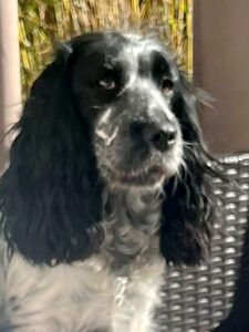 Poppy sitting on a garden chair